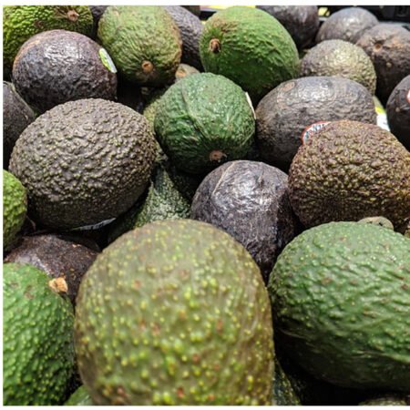 Aguacate mexicano und.