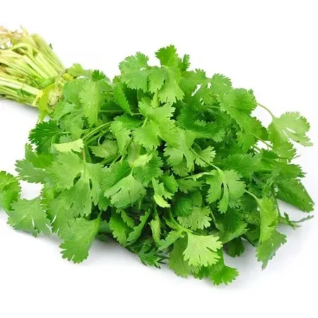 Culantro fino