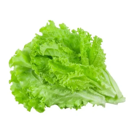 Lechuga Romana und.